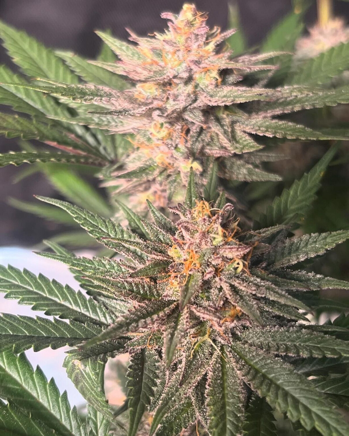 Katsu Seeds Chocolate Trip F4