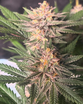 Katsu Seeds Chocolate Trip F4