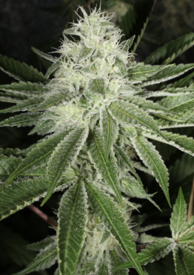 Mass Medical Strains Prayer Glue F2 Fems