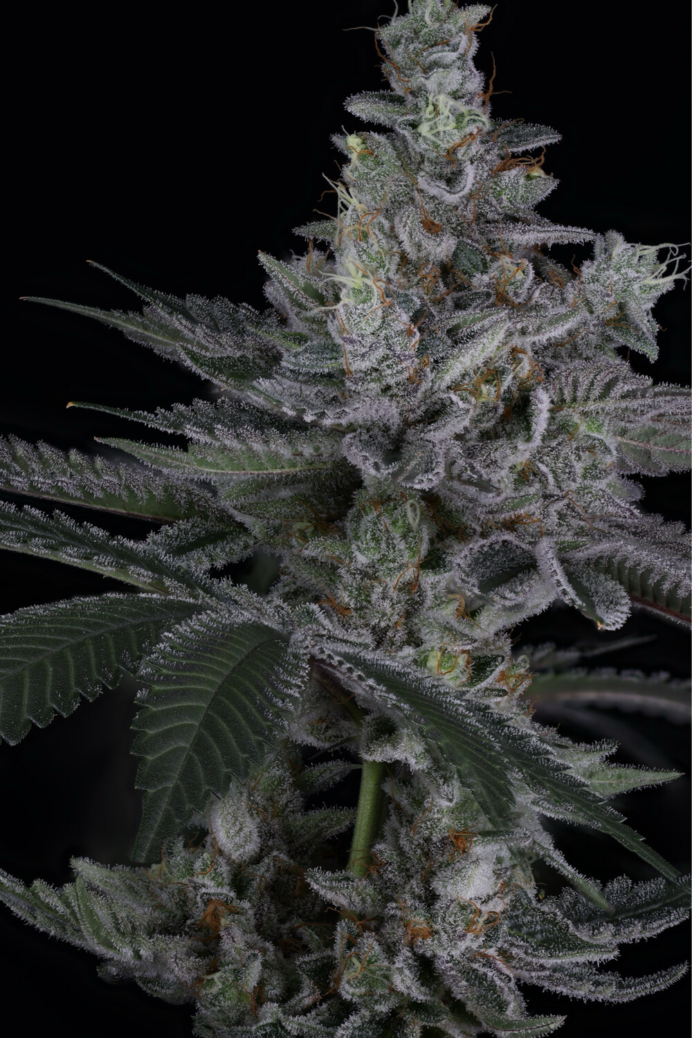 Sin City Seeds Rip Tide
