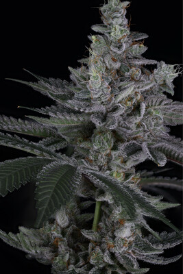 Sin City Seeds Rip Tide