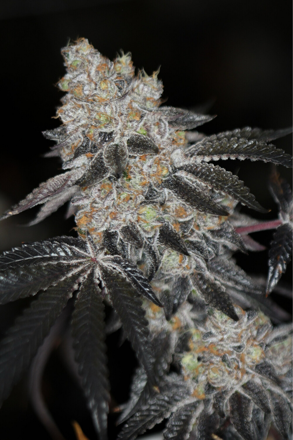 Sin City Seeds Sin Mint Cookies