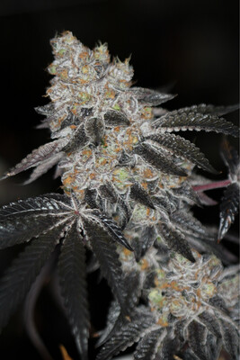 Sin City Seeds Sin Mint Cookies