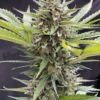 Phocas Seeds Auto Maiden F5 Autoflower 