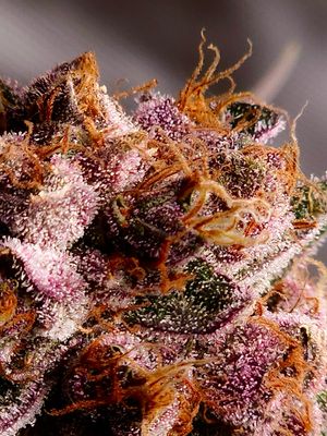 Well Grown Seeds Unicorn SunBreath