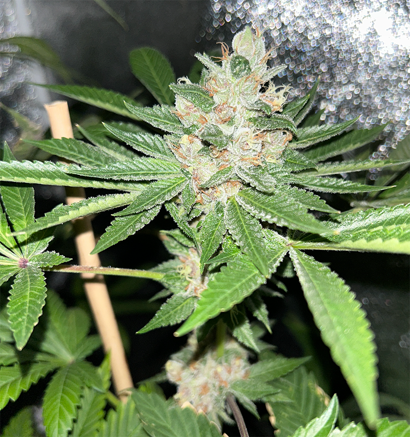 Mass Medical Strains LA Pure Pupil