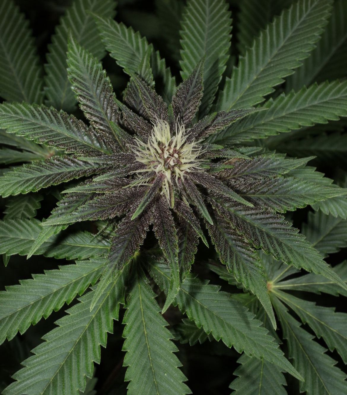 Mass Medical Strains Ricks Pupil BX