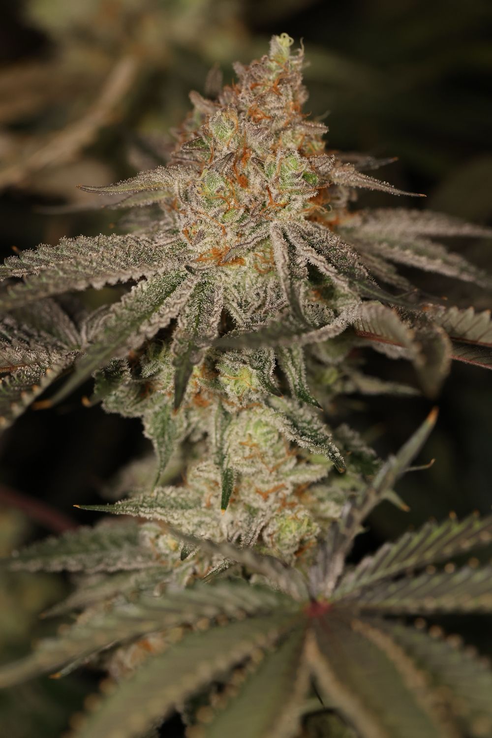 Sin City Seeds Z Lime Pie