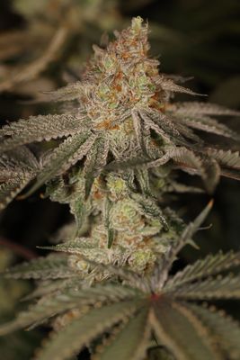 Sin City Seeds Z Lime Pie