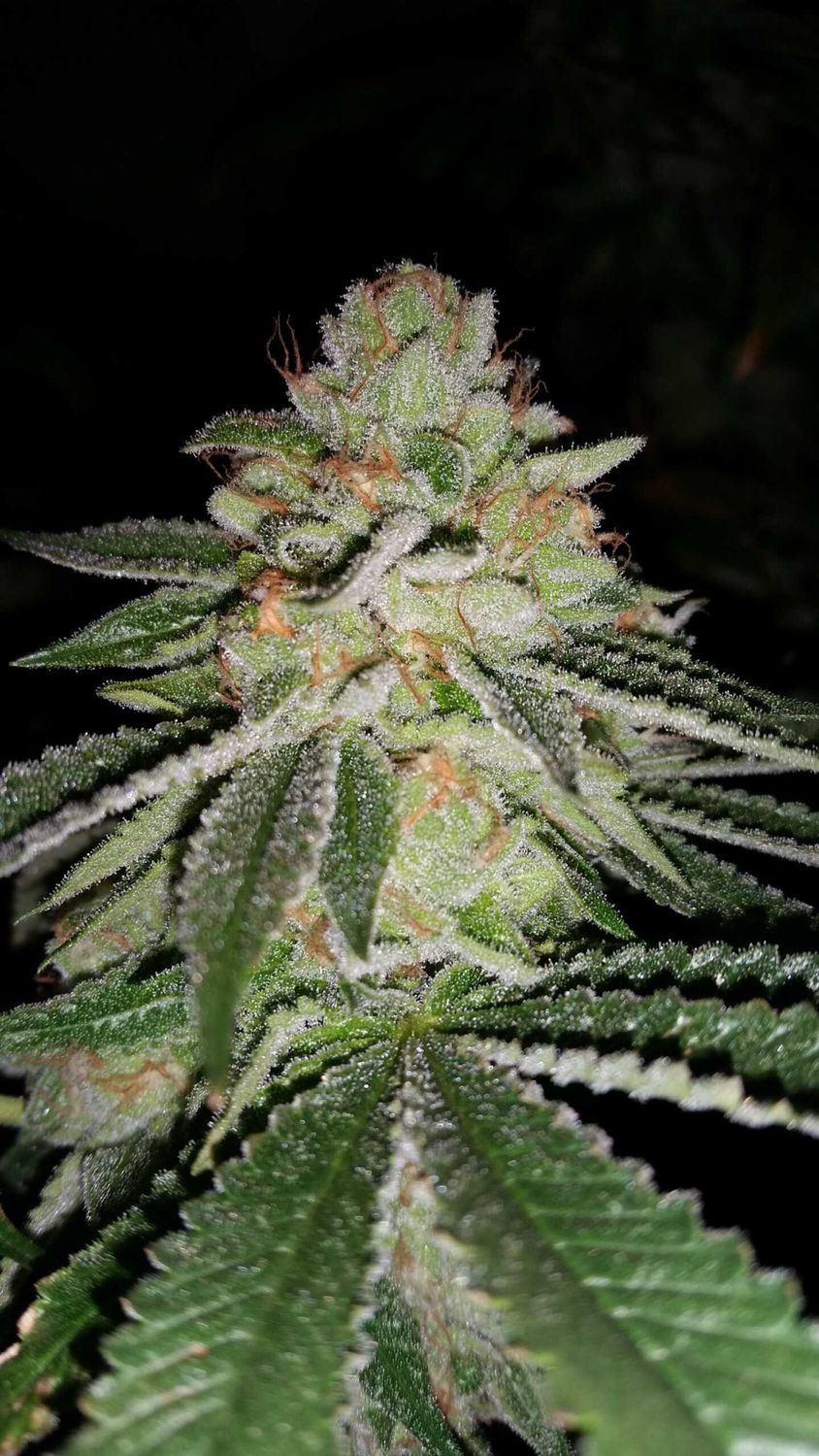Sin City Seeds Blue Lime Pie Fems