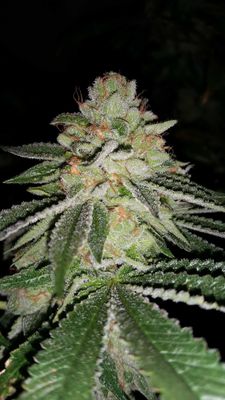 Sin City Seeds Blue Lime Pie Fems