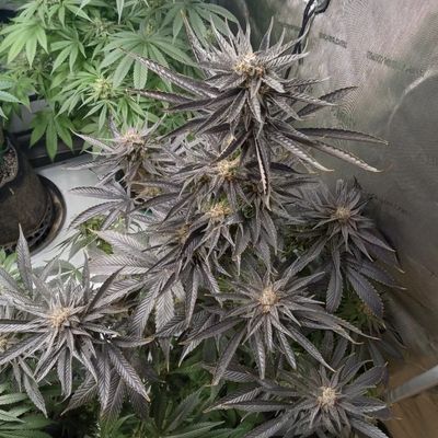 Mass Medical Strains Blue Irene