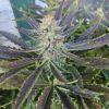 Phocas Seeds Podunk Black Ops Autoflower