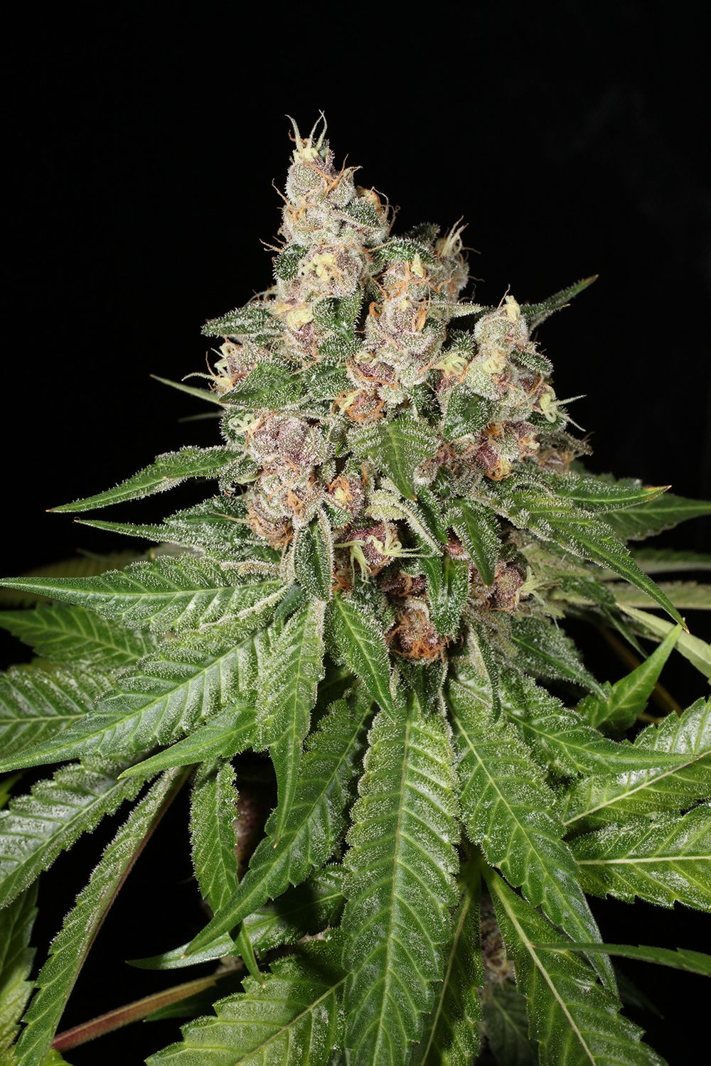 Mass Medical Strains Chem Pupil V2