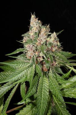 Mass Medical Strains Chem Pupil V2