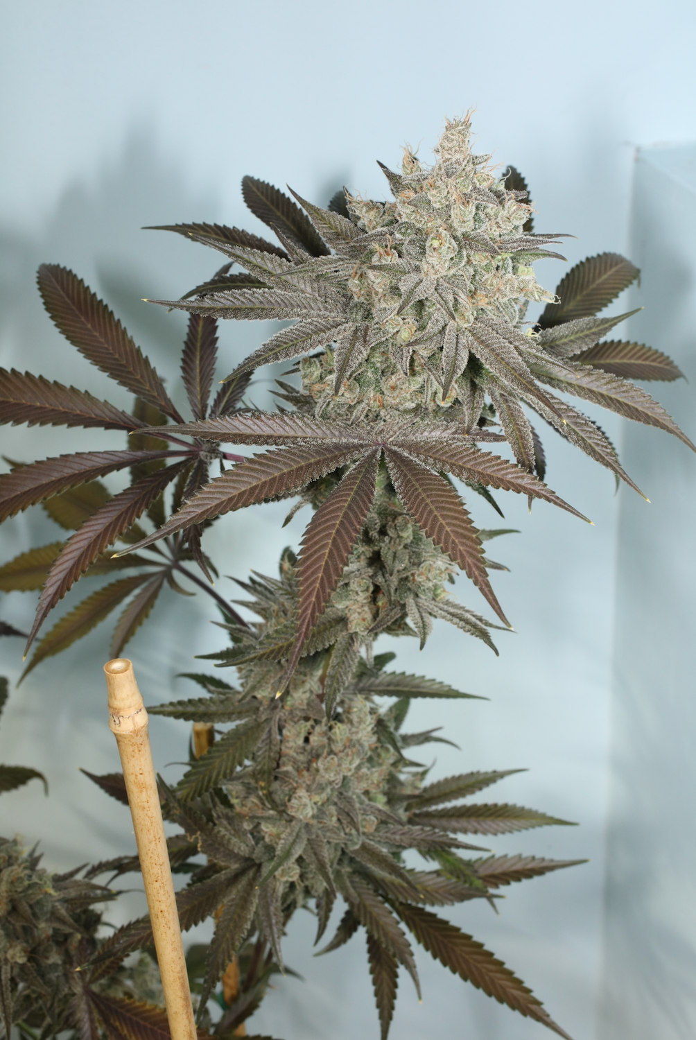 Mass Medical Strains Blue Lotus S1