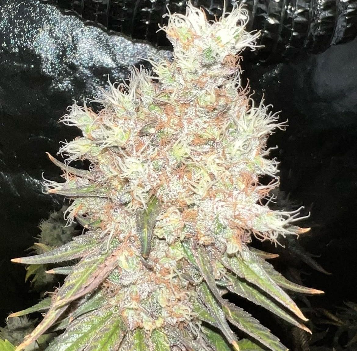 Piff Coast Farms Blackline Dreams