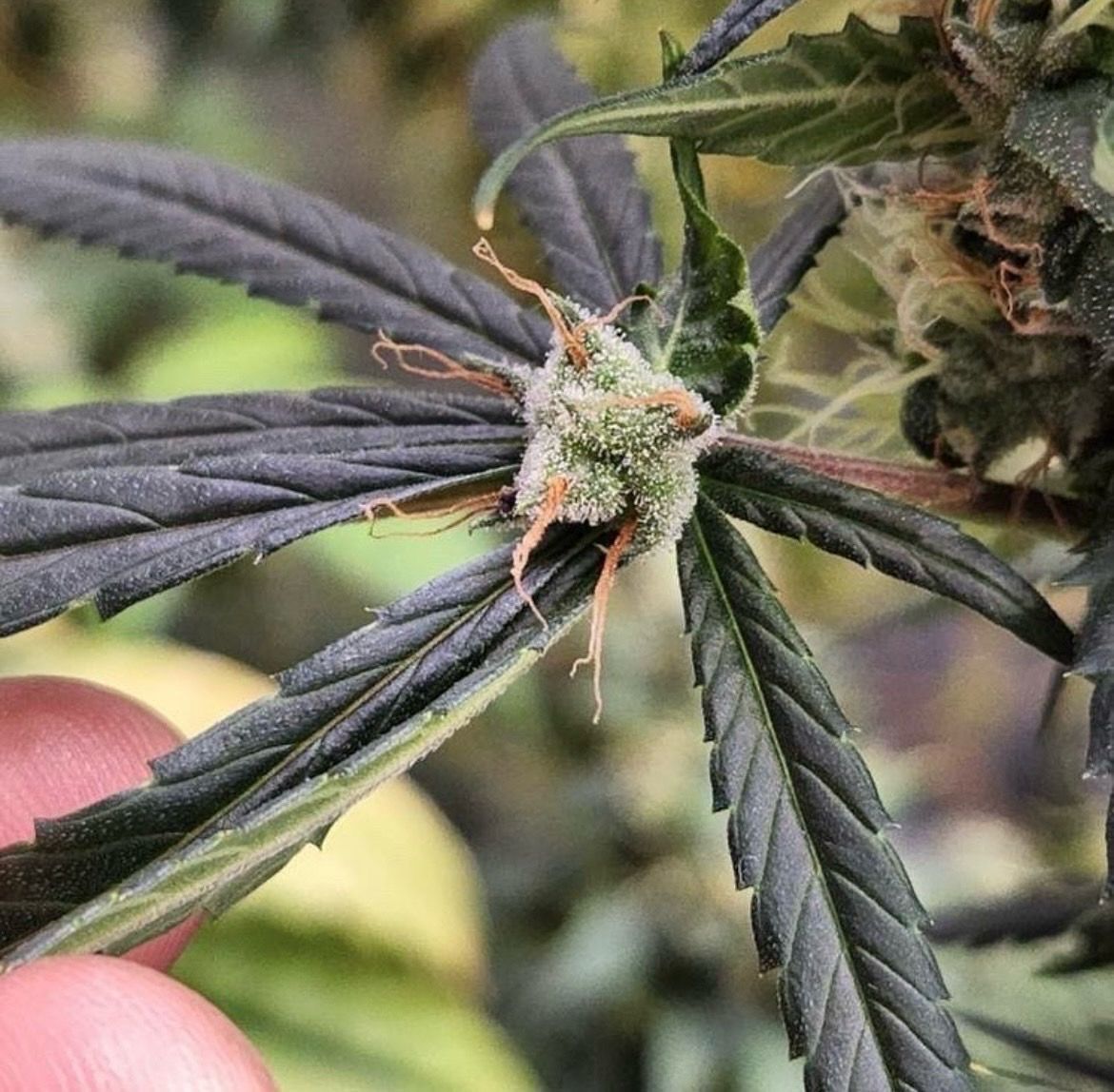 Piff Coast Farms Uptown Purps