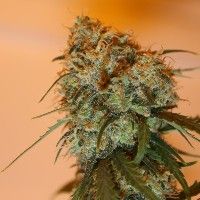 Ace Seeds Golden Tiger Feminised Seeds - 5 Seeds