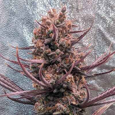 Ace Seeds Panama Haze Regular Seeds - 5 Seeds