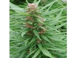 Ace Mix Feminised Seeds - 5 Seeds