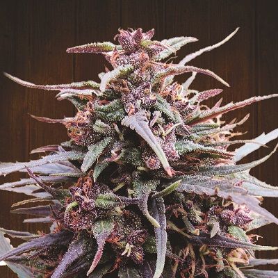 Ace Seeds Purple Haze x Malawi Feminised Seeds - 5 Seeds