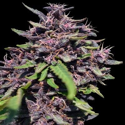Ace Seeds Panama x PCK Feminised Seeds - 5 Seeds
