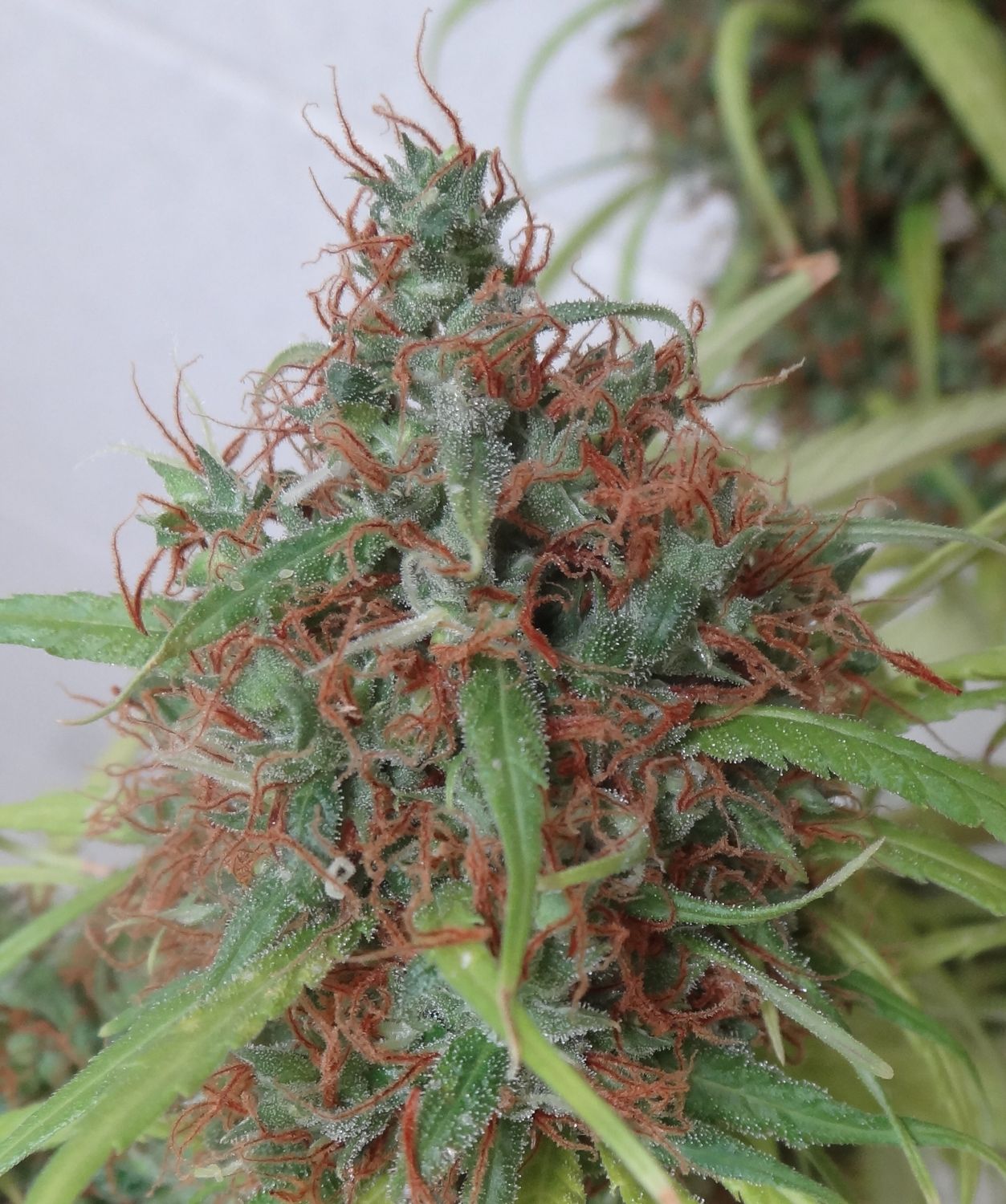Ace Seeds Honduras Regular Seeds - 5 Seeds