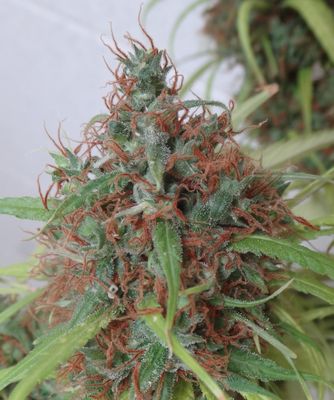 Ace Seeds Honduras Regular Seeds - 5 Seeds