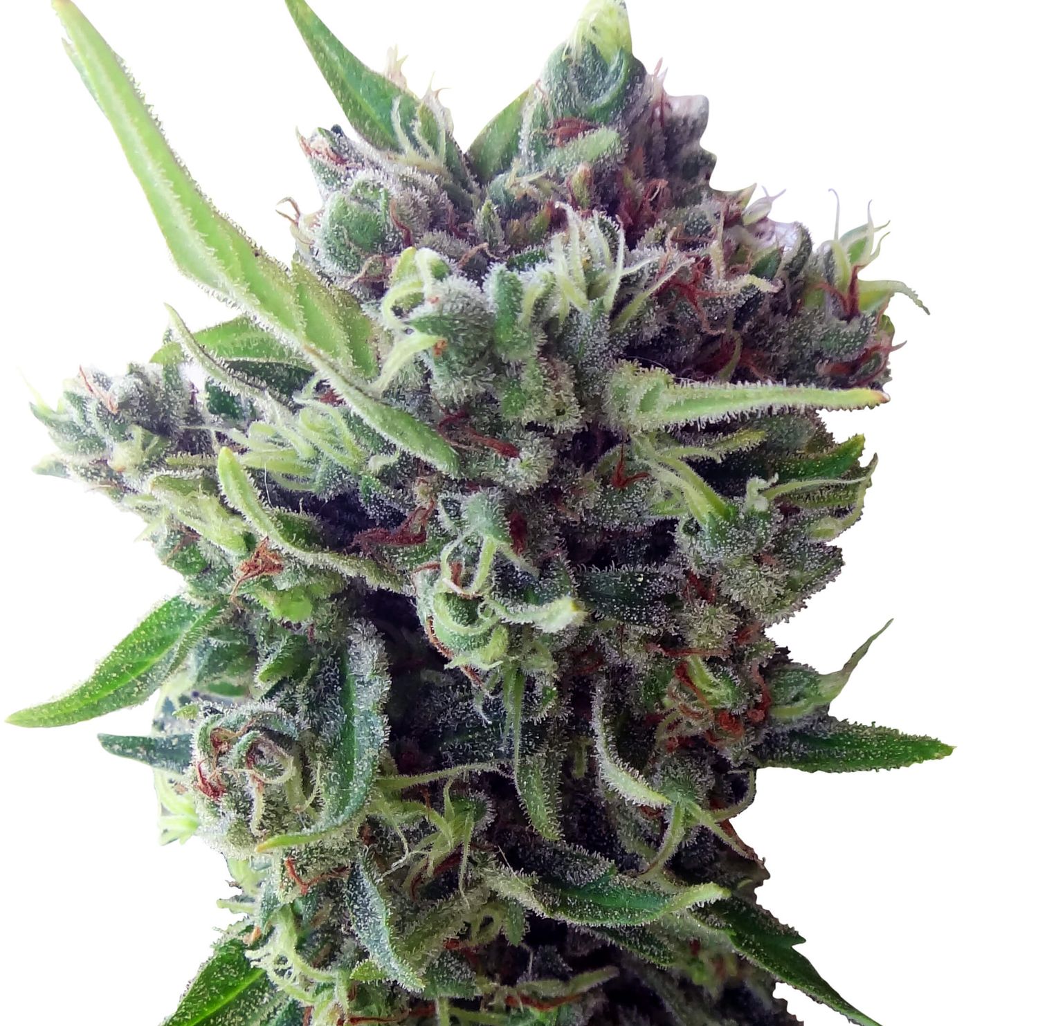 Ace Seeds Zamaldelica Auto Feminised Seeds - 5 Seeds