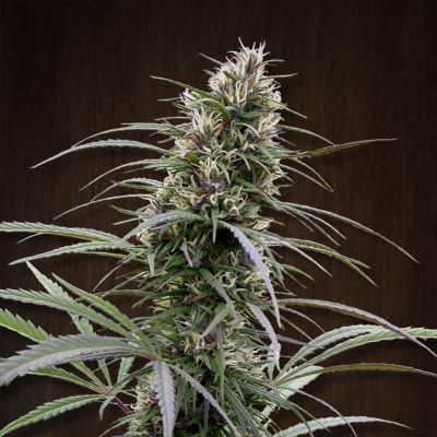 Ace Congo Feminised Seeds - 5 Seeds