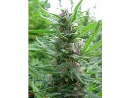 Ace Seeds Panama Feminised Seeds - 5 Seeds