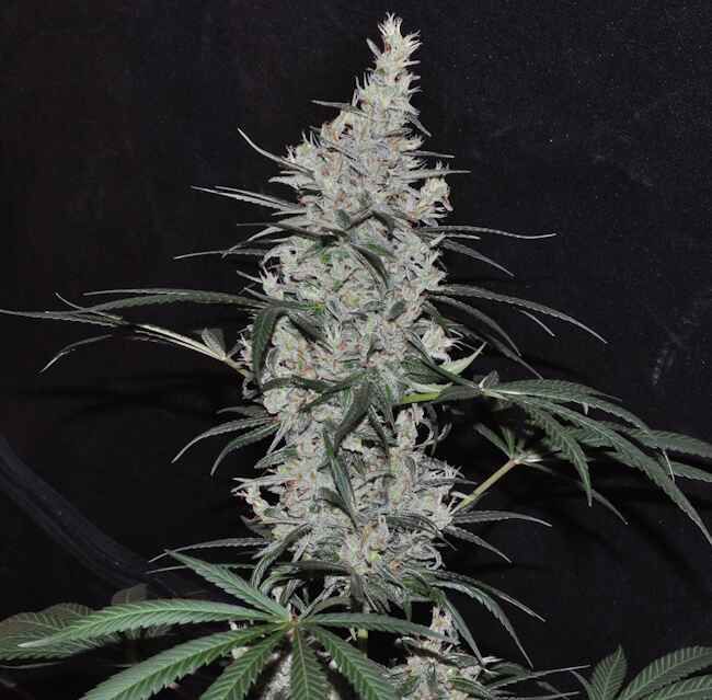 Ace Seeds Oaxaca x Panama Regular Seeds - 10 Seeds
