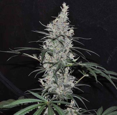 Ace Seeds Oaxaca x Panama Regular Seeds - 10 Seeds