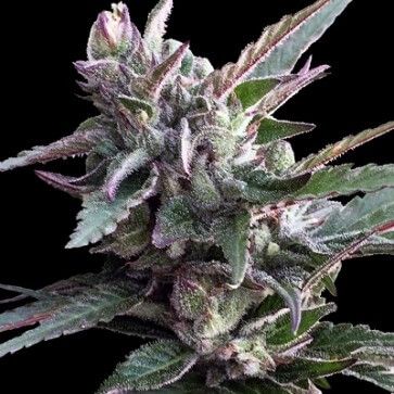 Ace Seeds Thai Chi Feminised Seeds - 5 Seeds