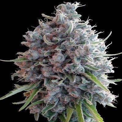 Ace Seeds Killer A5 Haze Feminised Seeds - 5 Seeds