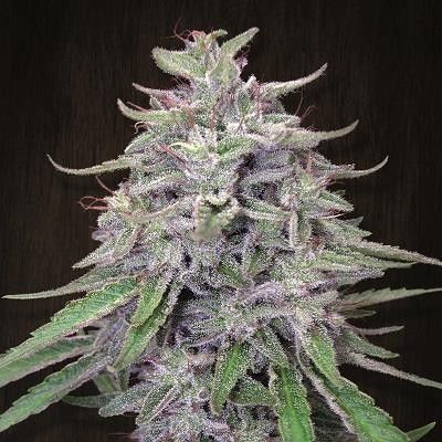 Ace Seeds Bangi Haze Regular Seeds - 5 Seeds