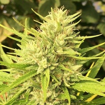Ace Seeds Malawi x Panama Feminised Seeds - 5 Seeds