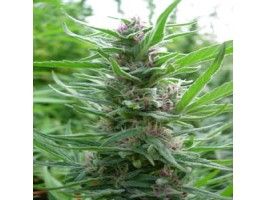 Ace Seeds Panama Regular Seeds - 5 Seeds