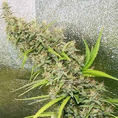 Ace Seeds Thai x Panama Regular Seeds - 5 Seeds