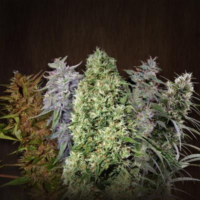 ACE Mix Regular Seeds - 5 Seeds