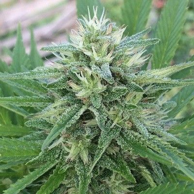 Ace Seeds Panama x Bangi Haze Feminised Seeds - 5 Seeds