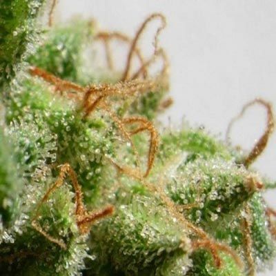 Ace Seeds Malawi Feminised Seeds - 5 Seeds