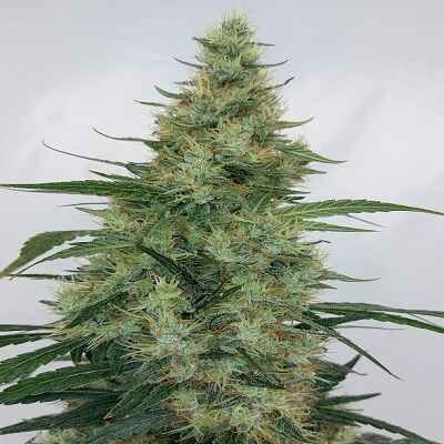 Ace Seeds Super Panama Haze Regular Seeds - 10 Seeds