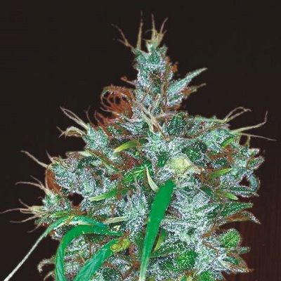 Ace Seeds Panama Haze Feminised Seeds - 5 Seeds
