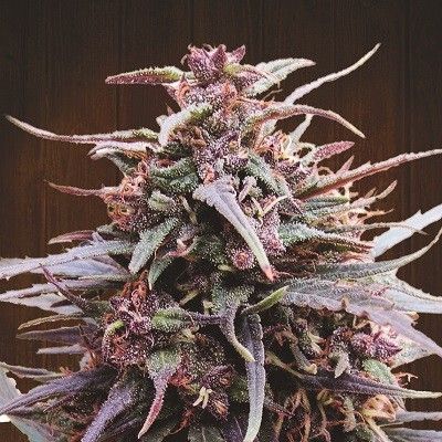Ace Seeds Purple Haze x Malawi Regular Seeds - 5 Seeds