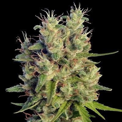 Ace Seeds Super Malawi Haze Feminised Seeds - 5 Seeds