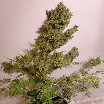 Ace Seeds Malawi x NL Auto Feminised Seeds - 5 Seeds