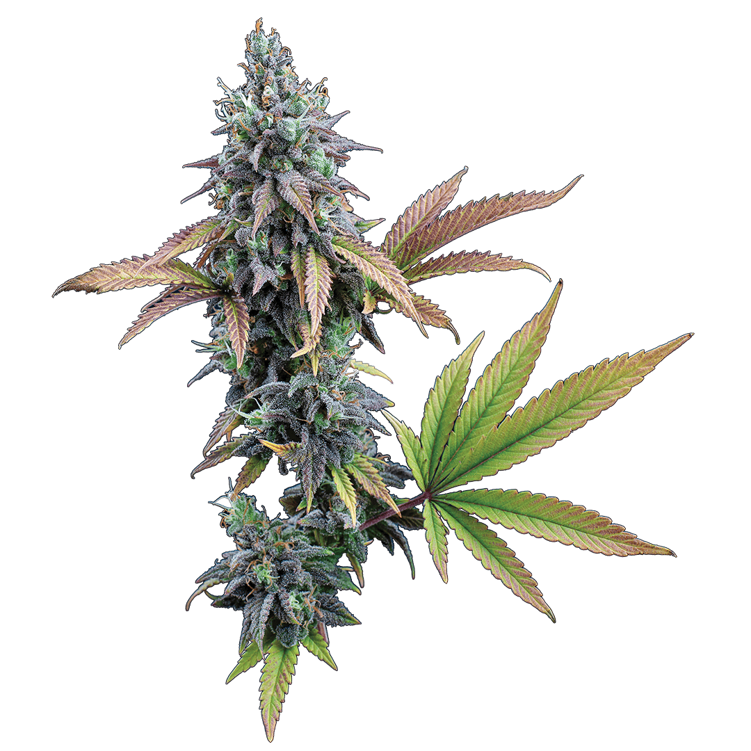 Brothers Grimm Cinderella 99 Feminised Seeds - 3 Seeds