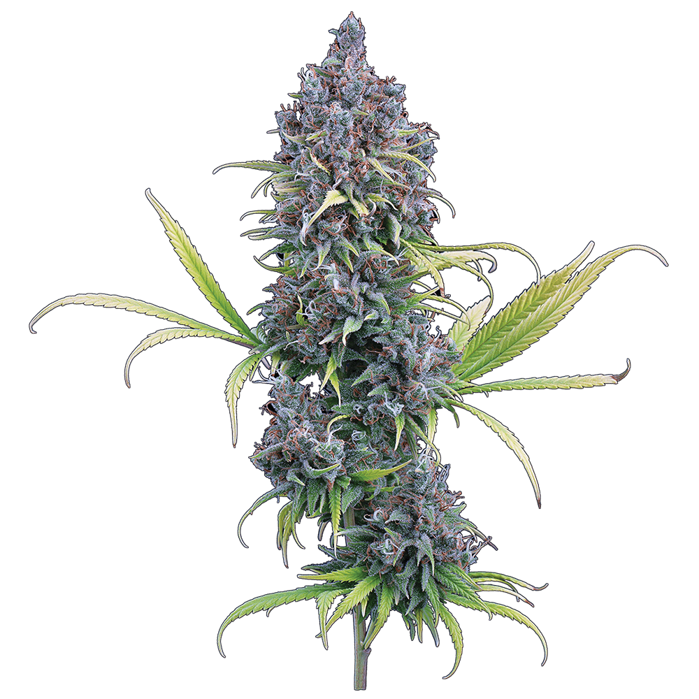 Brothers Grimm Durban Thai x C99 Feminised Seeds - 3